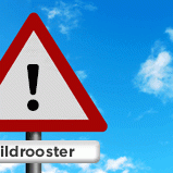 wildrooster
